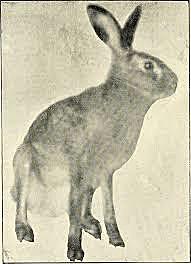 Paleogeen - Esimesed jänesed