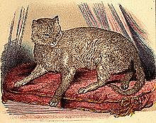 Paleogeen - Kasside teke