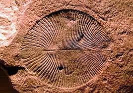 Ediacara elustik