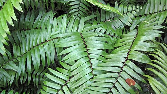 Esimesed maismaataimed