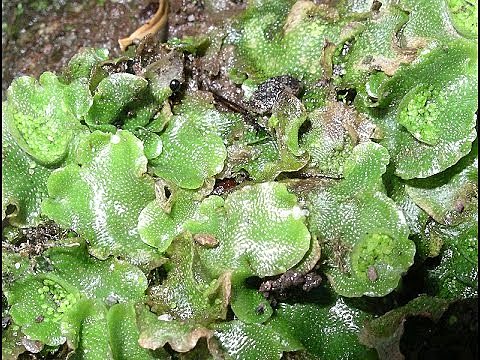 Esimesed maismaataimed