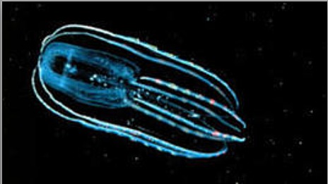 El surgimiento del sistema nervioso y de las primeras neuronas