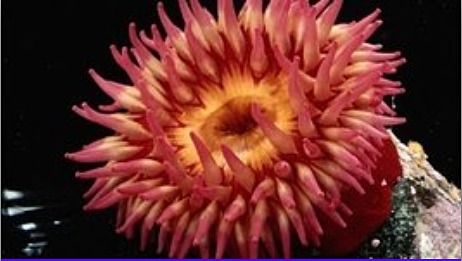 La aparición de al menos dos tipos de organización nerviosa