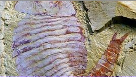 El surgimiento del primer cerebro