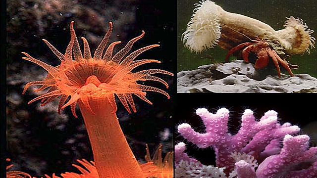 La aparición de al menos dos tipos de organización nerviosa