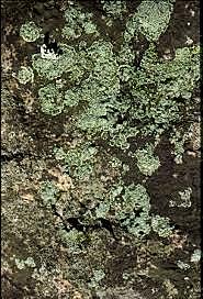 Esimesed maismaataimed