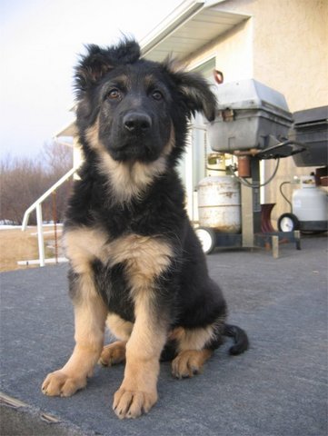 German Shepherds
