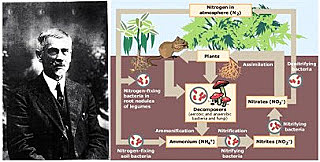 "Serguei Wiogradsky" Estudia las bacterias del azufre y nitrificantes.