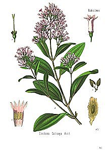 Quinine