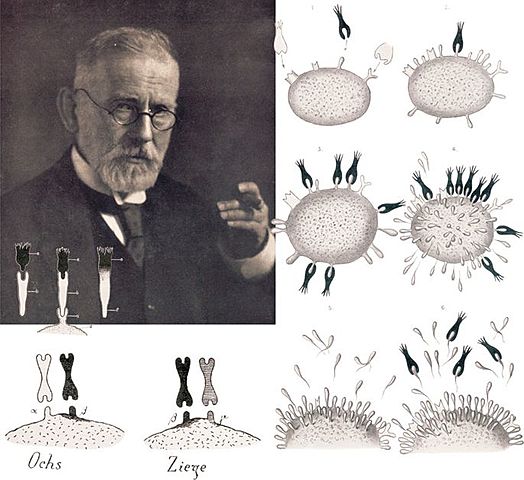 "Teoría de las cadenas laterales"