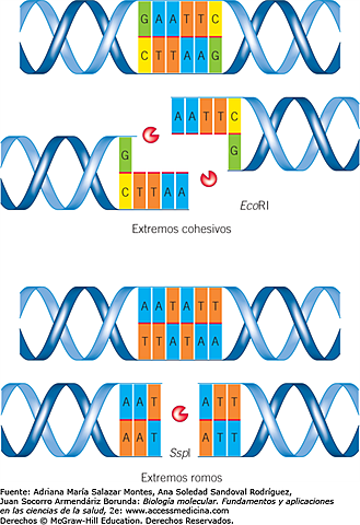 Enzimas de restricción