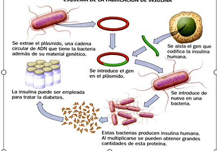 Producción de insulina humana través de bacterias