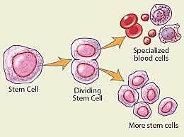 Stem Cells