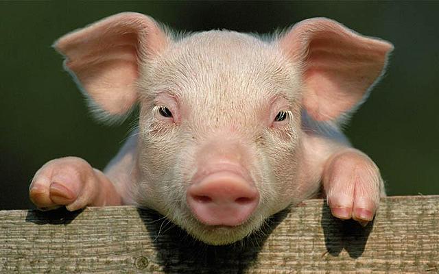 any internacional del porc