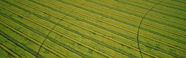 Agriculture: Pioneers grow crops and raise livestock