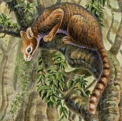 Paleogeen- kasside teke