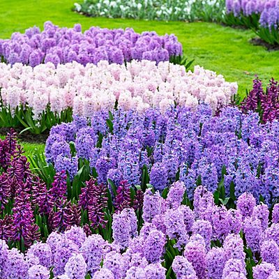 Timeline: MAIN TIMELINE