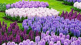 Timeline: MAIN TIMELINE