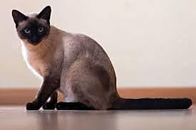 Primera mascota (Vera)