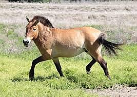 First domesticated horses