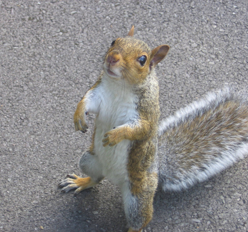 Natural History: Domesticating Squirrels