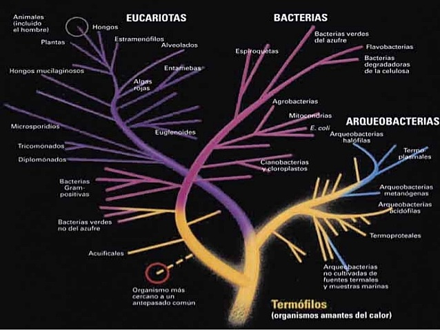 Separación de bacterias, arqueas y eucariontes.