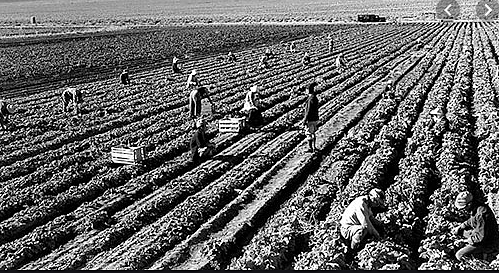 1927 first constitution and bylaws for the New Farmers of Virginia.