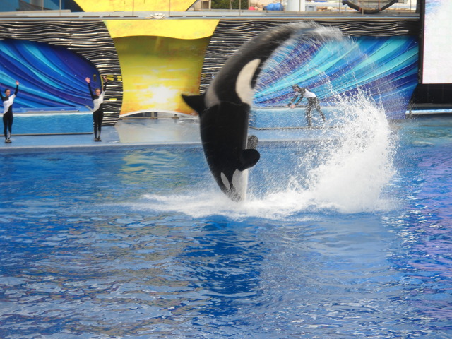 I visited Sea World in Orlando, FL.