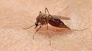 The Mosquito is Blamed for Malaria