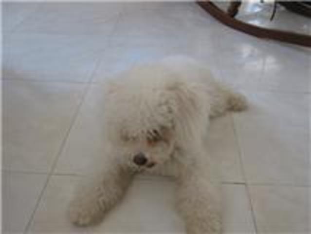 When I got my dog "PIPE"