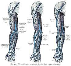 Alcmaeon of Croton distinguished veins from arteries