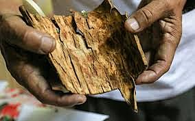 Bark of a Cinchona tree
