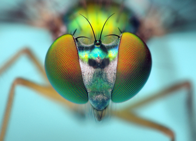 The chromosome theory of heredity is confirmed