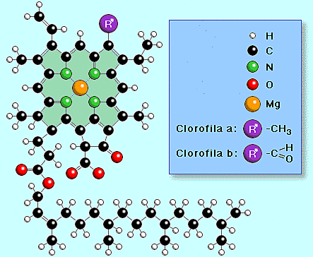 Pierre Joseph Pelletier y Joseph Bienaimé Caventou - Clorofila