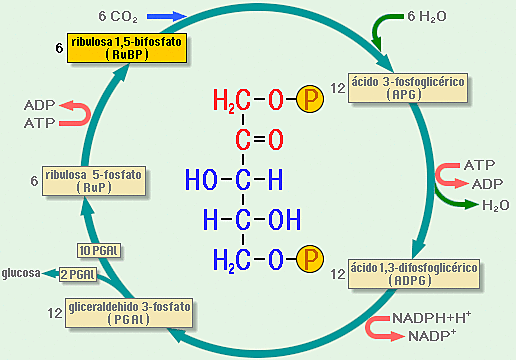Melvin Calvin - Ciclo de Calvin