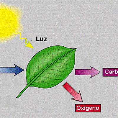 Timeline: Investigaciones sobre la fotosíntesis