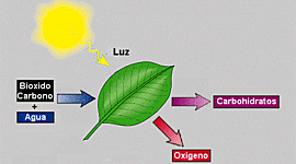 Timeline: Investigaciones sobre la fotosíntesis