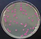 Cornelius Bernardus van Niel - la fotosíntesis depende de la luz
