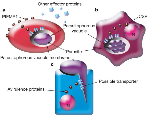 The sequence of the human genome is released, and the "post-genomic era" officially begins.