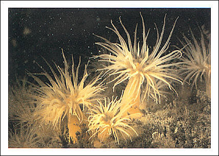 EL SURGIMIENTO DEL SISTEMA NERVIOSO