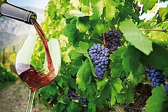 El vino a partir del 2000