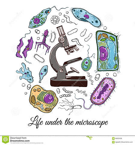 Microscopio