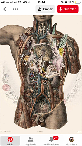 Comienzo de la anatomía