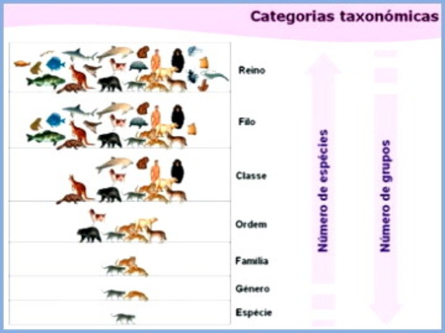 sistema taxonomico