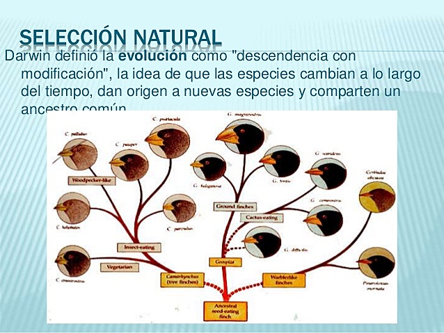 Selección natural