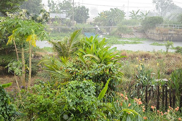 Va veure un gran incendi en l'Amazona
