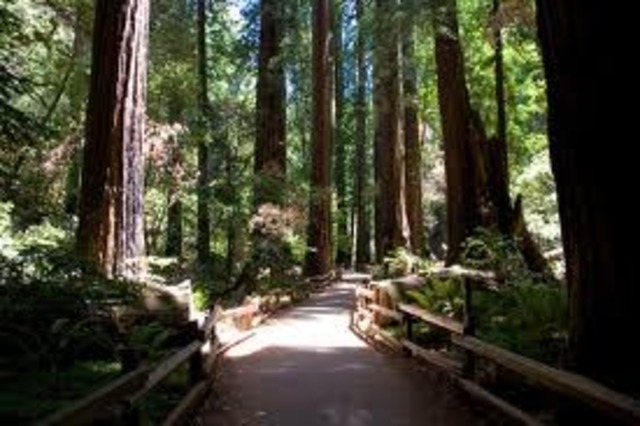Muir Woods National Monument