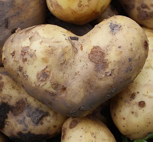 Potetnød