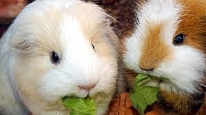 I got my guinea pigs.