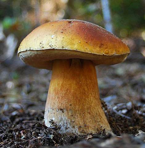 gran boletada a la vall d'Aran